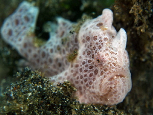 Juvenile Painted Frogfish, Lembeh by Doug Anderson 